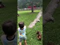 HAWK ATTACKS DOG 😱