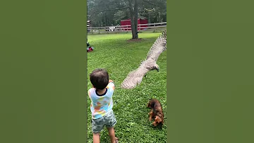 HAWK ATTACKS DOG 