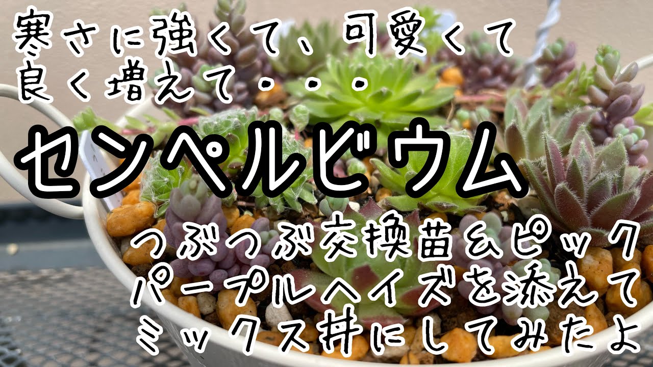 多肉植物・めちゃ増えてカワイイ！センペルビウム】つぶつぶ交換で