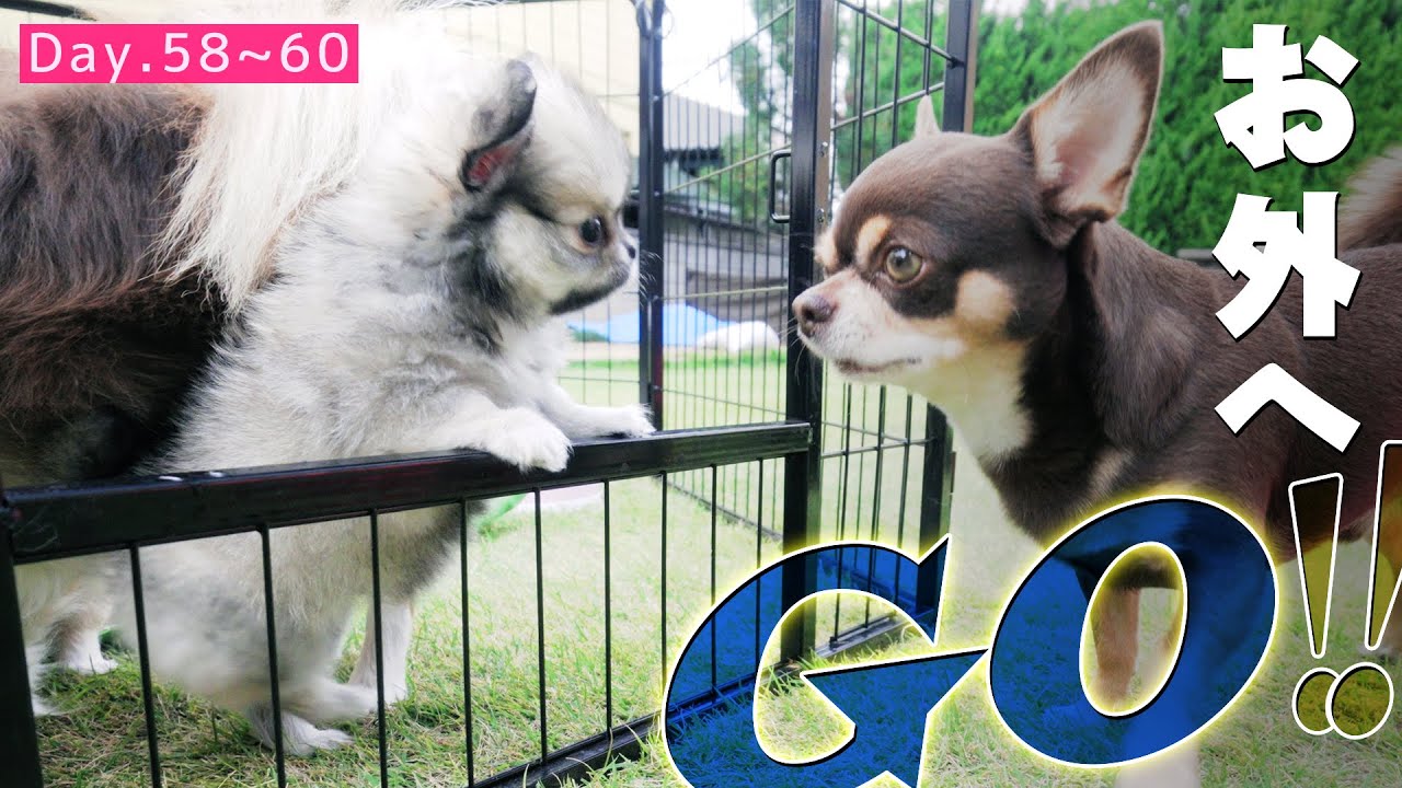 赤ちゃんチワワを庭に出したら元気良すぎて可愛かった🤩🤩🤩