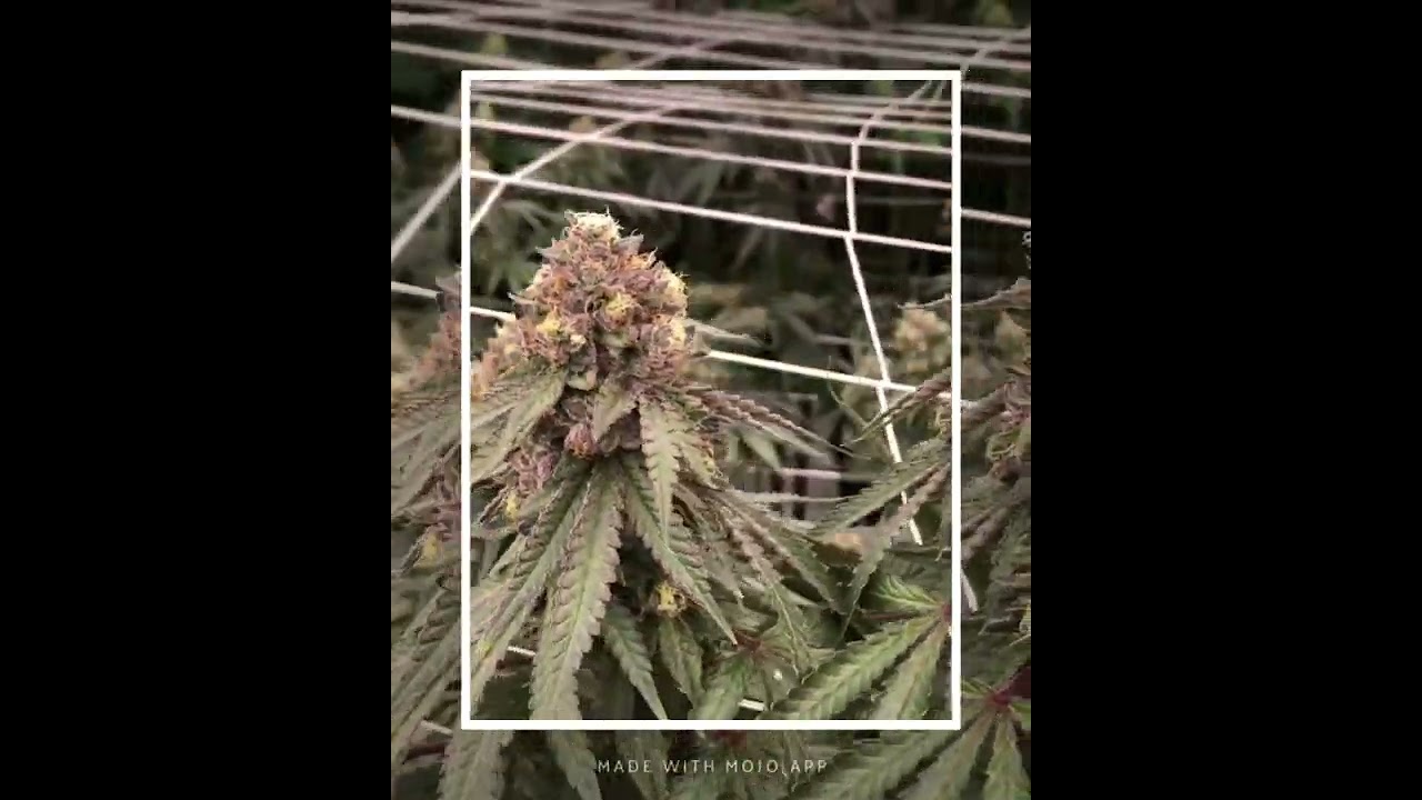 Wedding crasher Cannabis weed and plants.