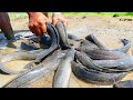 amazing fishing! A fisherman Catch fish a lot in mud at rice field, Catch Catfish by hand