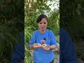 Біздің шабдалы🍑🍐🍎🥭🍊