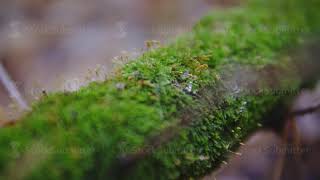moss on a tree close up. macro shooting. cinematic shot, slow motion. ecology, a new life in the