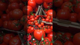 learn cabbage spelling #vegetables name #spelling of tomato potato onion broccoli #kidsvideo