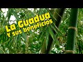 LA GUADUA Y SUS BENEFICIOS