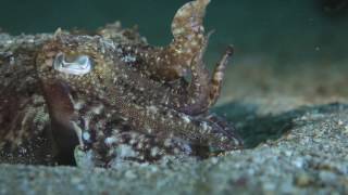 Common cuttlefish (Sepia officinalis) hunting at night, Channel Islands, UK