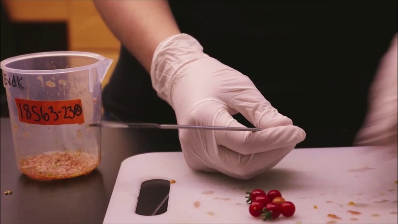Tomato seed extraction - YouTube