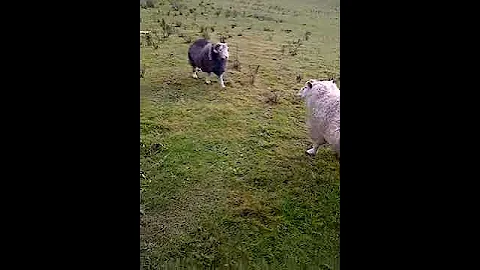 Epic Ram Battle!!