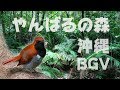 【沖縄・BGV】やんばるの森と野鳥のさえずり BGV、野鳥動画・環境音、睡眠用、リラクゼーション、作業用BGM、4K