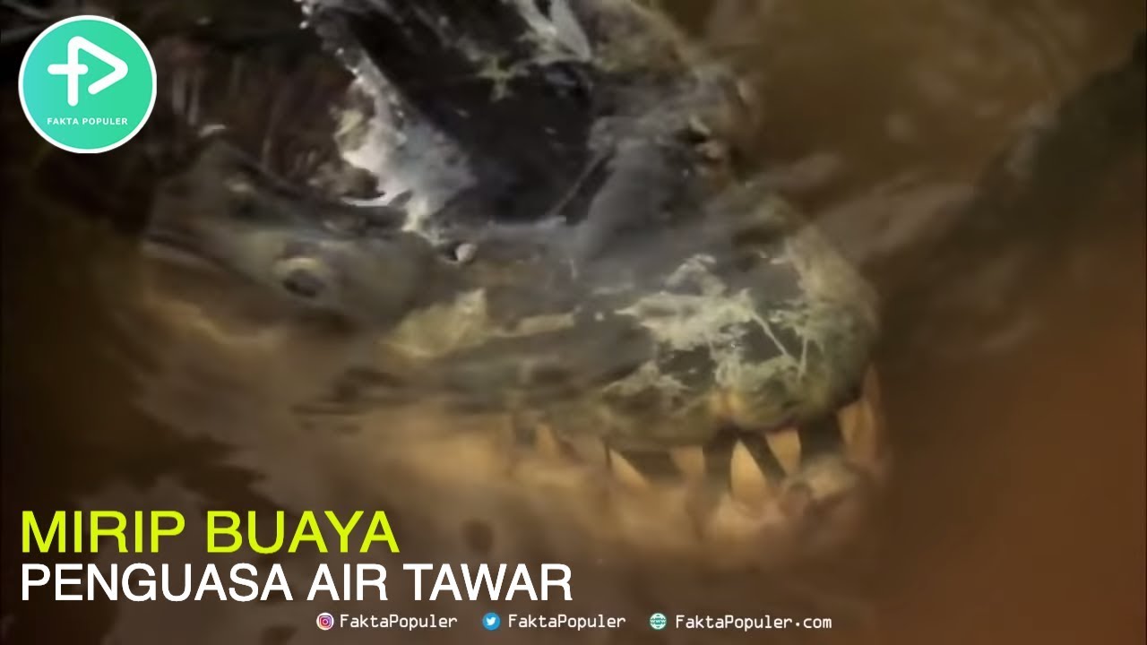 10 Ikan Air  Tawar Paling  Berbahaya  di  Dunia  YouTube