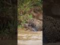 “The Jungle’s Silent Killer – Jaguar Attack”😱😱 #animals #facts