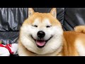 柴犬「けっけっけっけっk」
