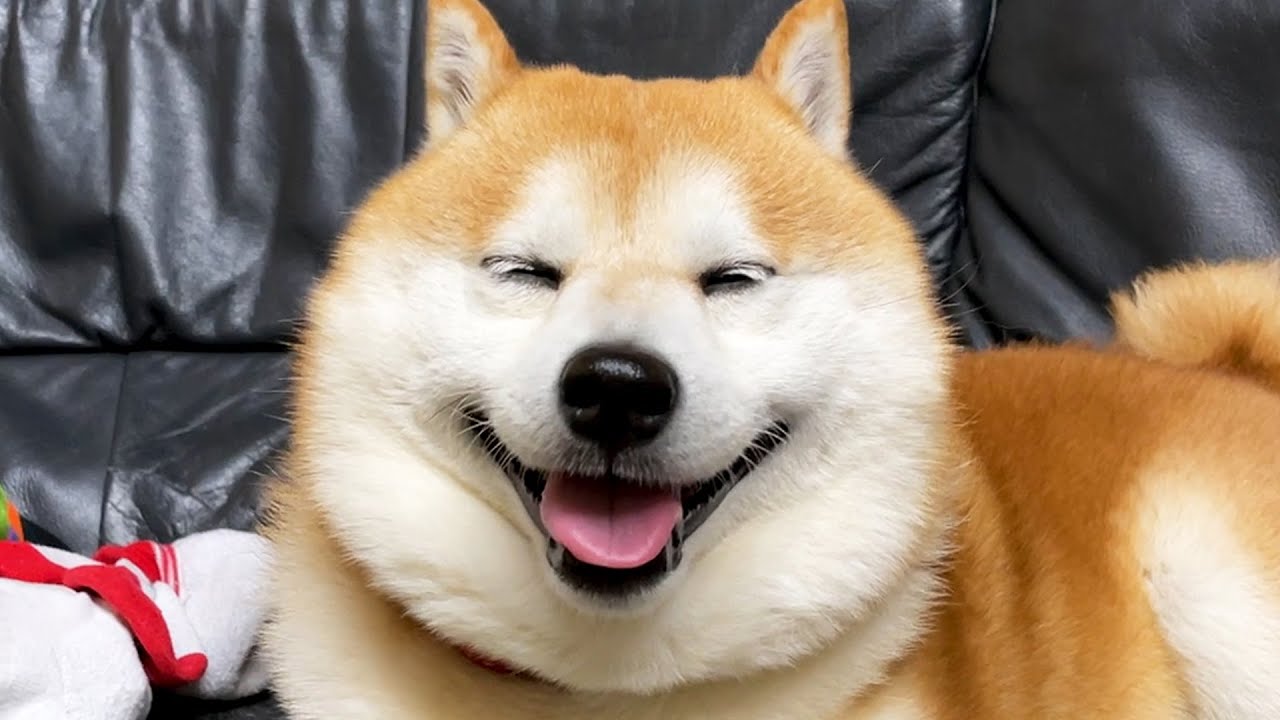 柴犬 けっけっけっけっｋ Youtube