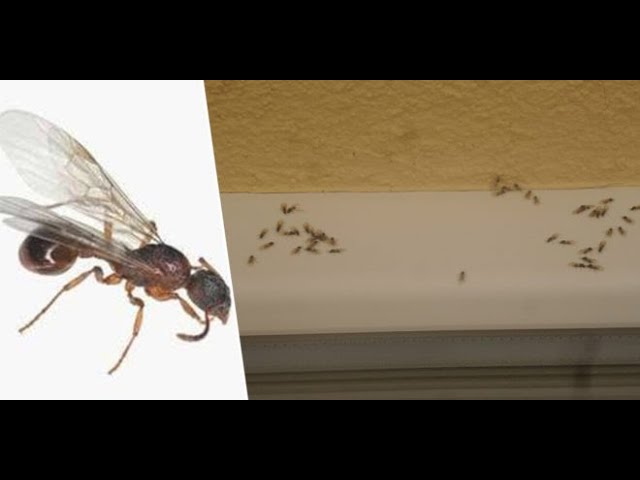 evdeki kanatli karincalardan nasil kurtulunur how to get rid of flying ants at home youtube