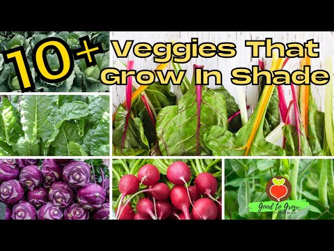 Video: Verdure tolleranti all'ombra - Coltivare verdure in un giardino ombreggiato
