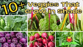 10 Vegetables You Can Grow in the Shade