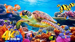 [NEW] 11HRS Stunning 4K Underwater Wonders - Relaxing Music To Rest The Mind, Stress, Anxiety, Relax