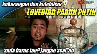 cara merawat lovebird paruh putih ke arah konslet sampai jalan di gantangan screenshot 5