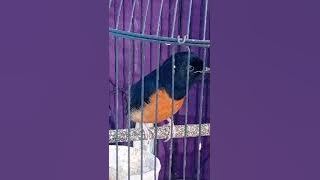 Download lagu merawat murai pastol tanpa kendala ala Anum mbf