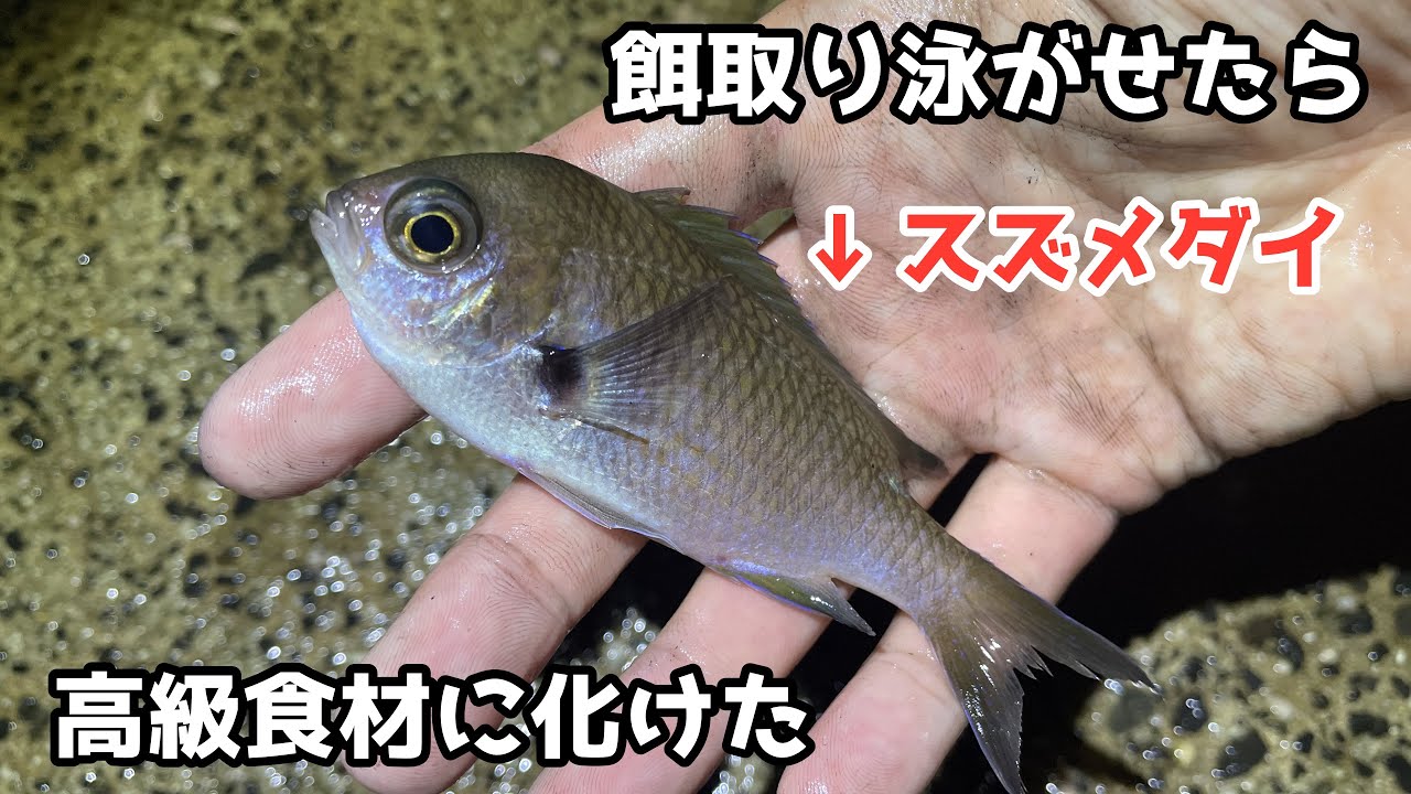 餌取り泳がせたら高級食材に化けた