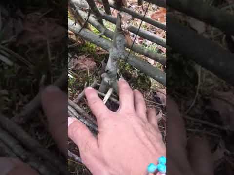 trapez Platform trigger system