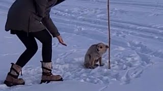 Download Lagu It was  15°C — he lay trembling on the snow, his sad eyes silently begging for help MP3 Download Lagu It was  15°C — he lay trembling on the snow, his sad eyes silently begging for help MP3