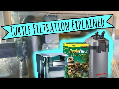 Video: Hoe Kies Je De Juiste Turtle Tank Filter En Tank?