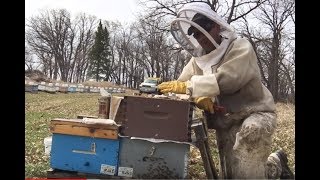 The best way to salvage a queenless spring honey bee nest