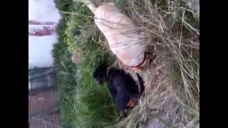 rottweiller rolling in fox poo