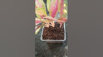 How to Propagate Aglaonema with Simple Method Part 7 - Place in the Shade area for 30 days