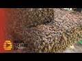 New way to help honey bees to fight varroa mites