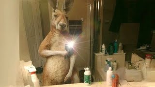 UNUSUAL MEMES V290 COMPILATION