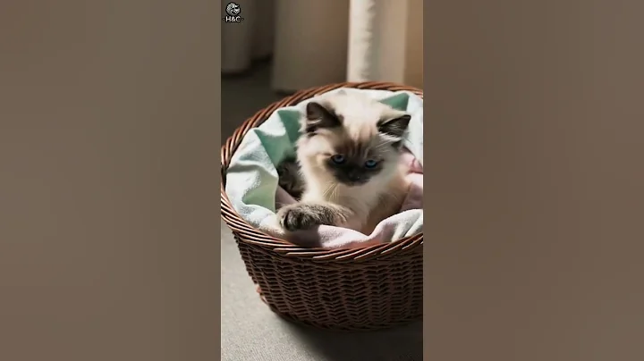 Watch the video about 3 Kittens. 3x the Cuteness 🐱💖 | Chill Moments You Need Today