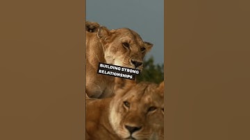 STOP Chasing SUCCESS the Wrong Way #motivation  #shorts  #inspiration