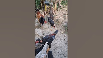 gà rừng gà ta.qaib hmoob qaib qus