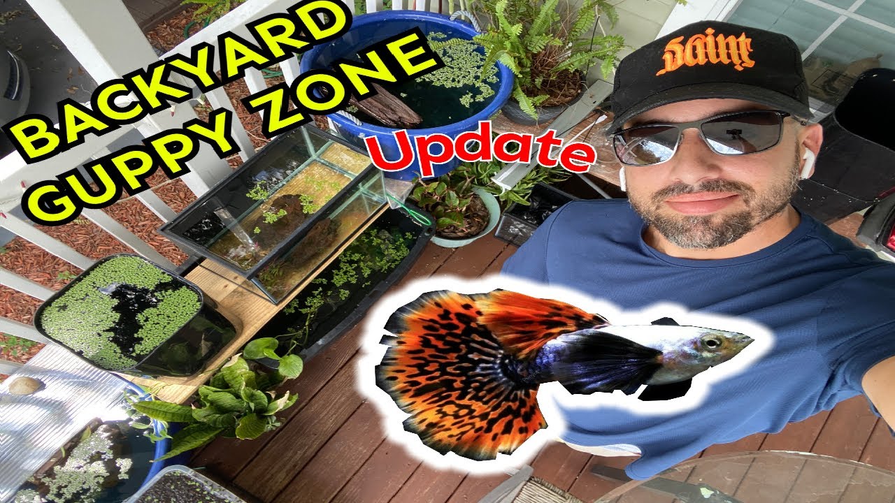 BACKYARD GUPPY FARM BREEDING GUPPIES FOR PROFIT DUMBO MOSAICS YouTube