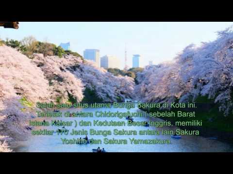 Video: Tempat Bagus untuk Melihat Pohon Sakura di Washington, D.C