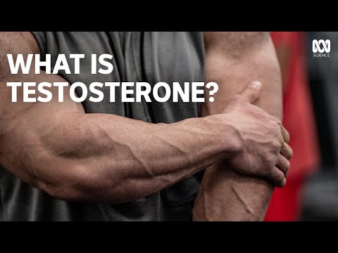 How the &rsquo;manly&rsquo; hormone testosterone affects everyone&rsquo;s behaviour