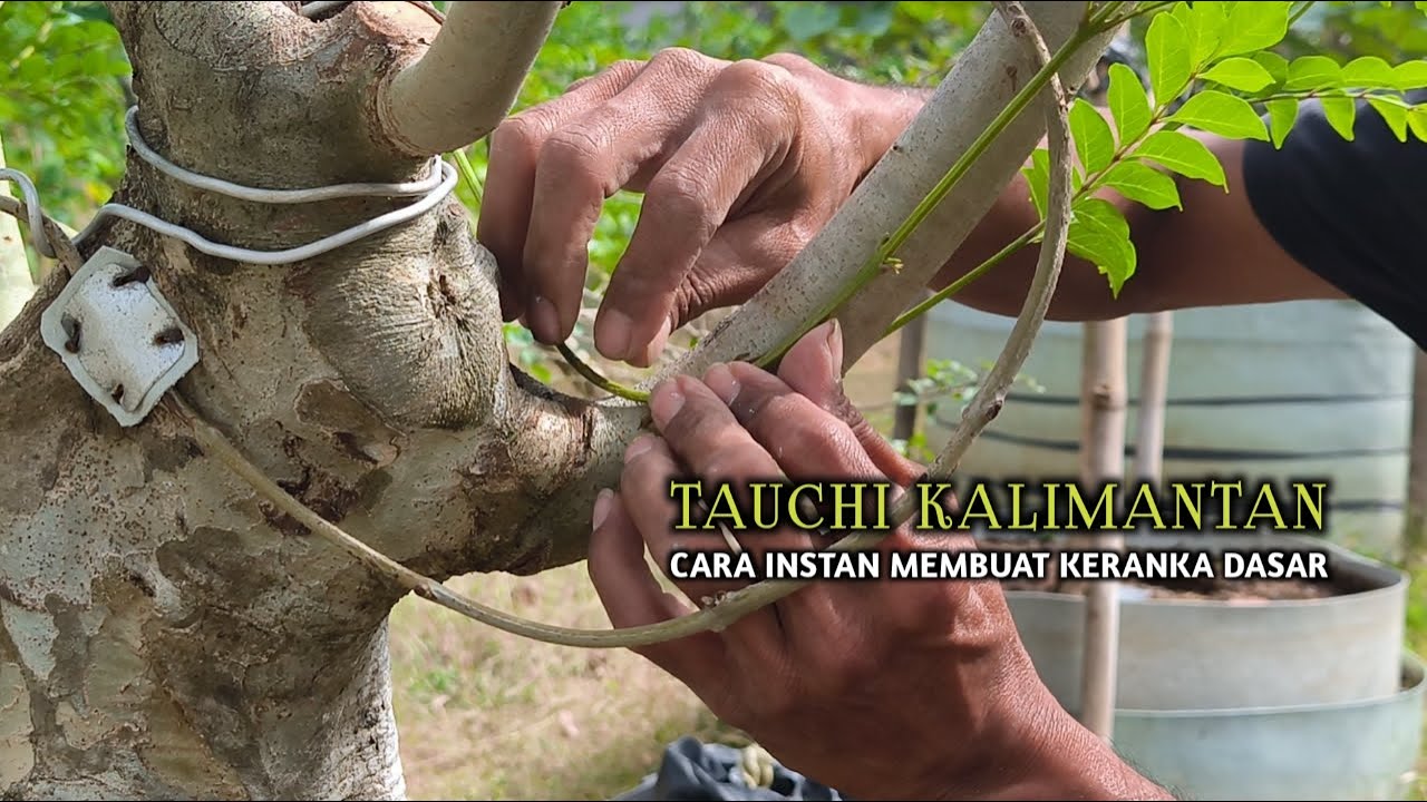 Cara Instan Membuat Kerangka Dasar Bonsai Tauchi