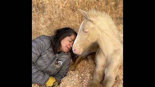 Exclusive 2023 PRE Cremello Andalusian Colt Information