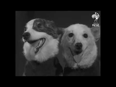 Белка и Стрелка. 1961 год.