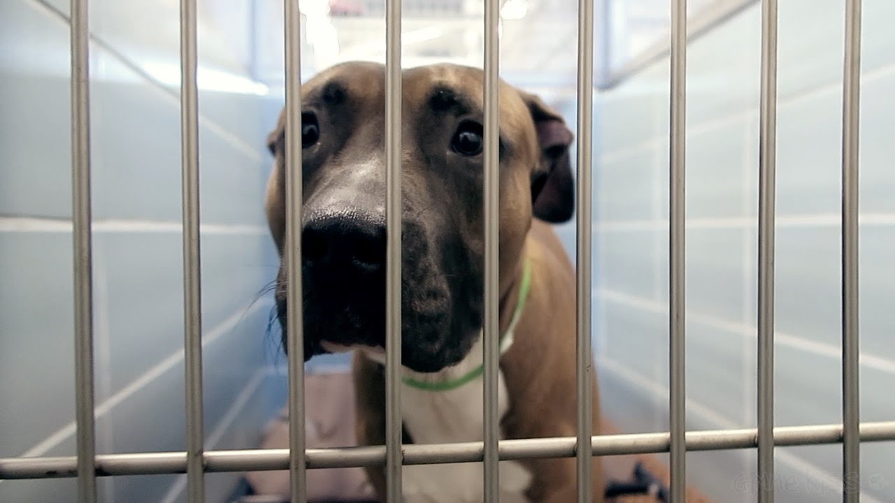 SECRETLY FILMING DOG AND CAT SHELTER *Very Emotional* YouTube