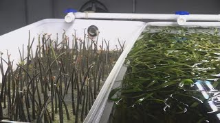 Crystal River Mariculture Center aims to improve the health of Floridas ecosystem