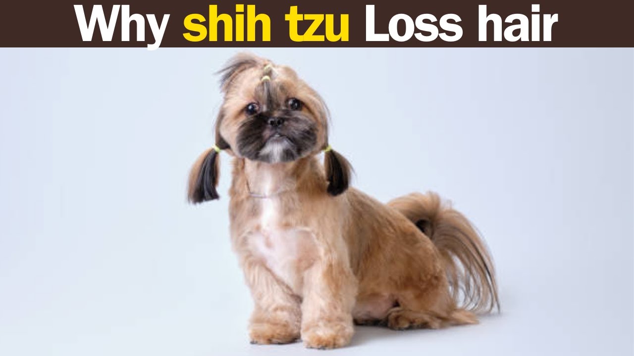 Photo inspiration: Shih Tzu Shedding Reduction Techniques Reference: 5 Reasons Behind Shih Tzu Hair Shedding How To Stop