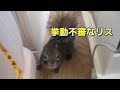 いたずらが見つかって挙動不審になるリスの俵太先生