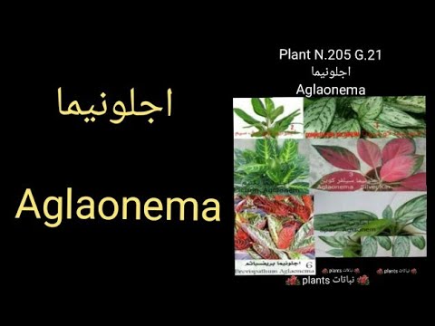 اجلونيما 