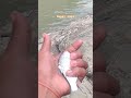 mancing dapet poin|| wader kepek lagi