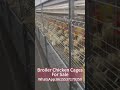 Broiler Chicken Cages For Sale High Quality Best Price For You To Choose Modern Chicken Farms Broiler Chicken Cages For Sale High Quality Best Price For You To Choose Modern Chicken Farms