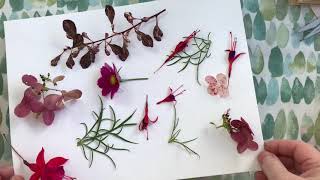 How I ecoprint/ecodye paper.  Fast easy fun method. No boiling. Perfect for botanical journal making